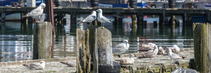 arangement-start-Altweiber-Sommer-STRANDHOTEL-DUENENHAUs-juliusruh